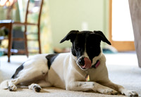 Pets & Wildlife